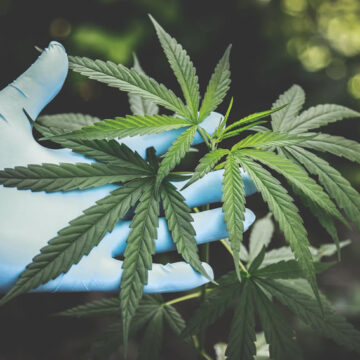 Cannabis terapeutica: raddoppiati i fondi statali per la produzione e l’importazione. Magi (Radicali): “L’approvazione al mio emendamento è un piccolo grande segnale”…