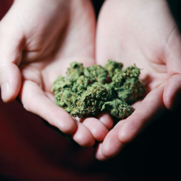 USA – Cannabis terapeutica: è un Complemento e un sostituto degli oppioidi contro il dolore cronico