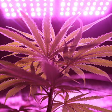 Pandemia e aumento della coltivazione di Cannabis in casa