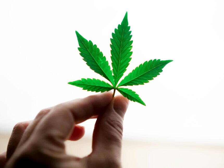 Cannabis e adolescenti: pericoli in agguato