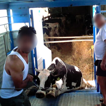 Violenze su mucche in un macello nel Pavese: messa alla prova per cinque imputati
