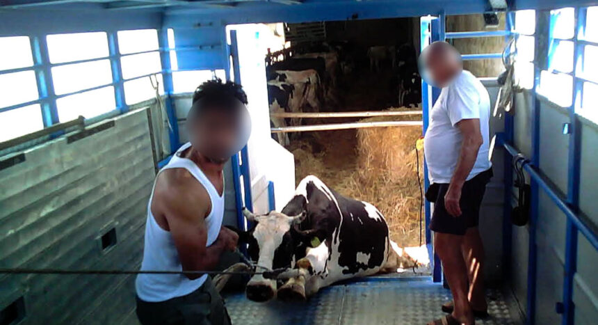 Violenze su mucche in un macello nel Pavese: messa alla prova per cinque imputati