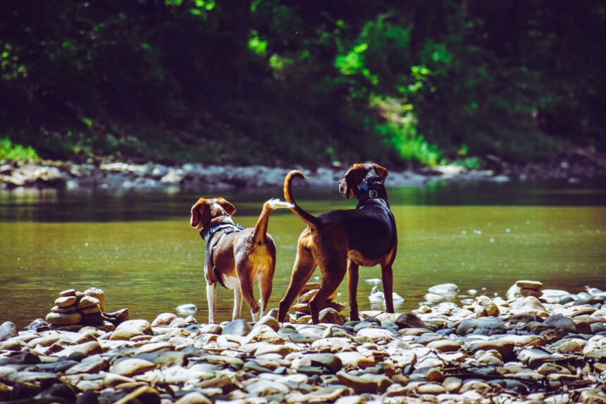 5 consigli per rendere i cani più felici e per una vita migliore