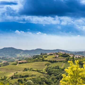 Consorzio Collio, SQNPI – Il Consorzio Tutela Vini Collio conferma il suo impegno per la sostenibilità.