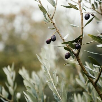 Xylella: Cia – tavolo Masaf con Governo e Regioni segni di un nuovo inizio, bene fondo da 30 mln