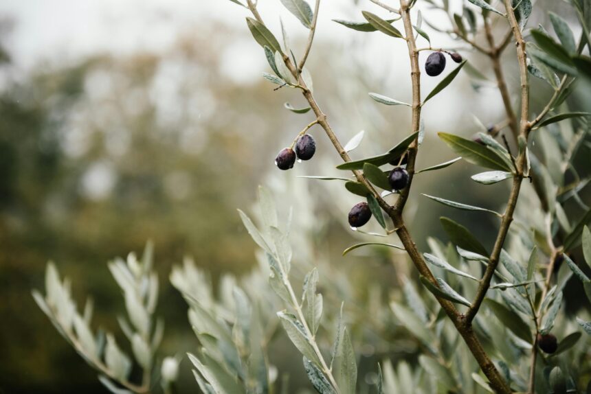 Xylella: Cia – tavolo Masaf con Governo e Regioni segni di un nuovo inizio, bene fondo da 30 mln